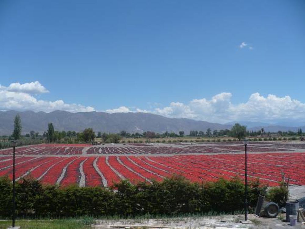 Tomate desecado: complicado por atraso cambiario y clima