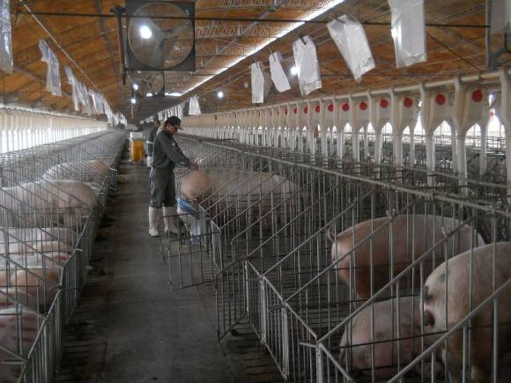 San Juan abastece de genética porcina a las granjas del país
