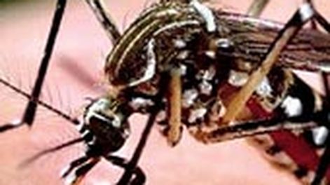 Descubren fórmula para mosquito del dengue, zika y chikunguña