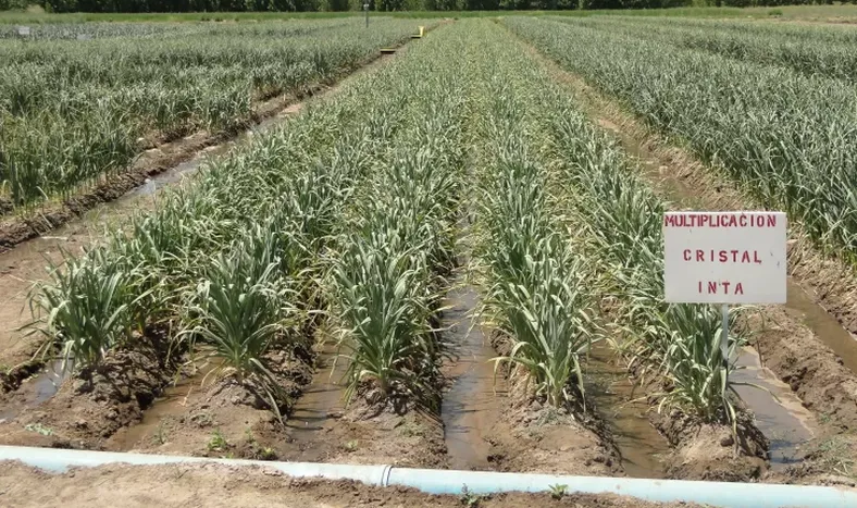 Jornada en Fecoagro sobre riego y nutrición de cultivos