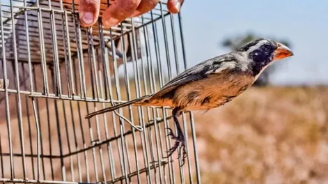 Diario de Cuyo | aves_apertura_crop1700351153308 728x547.webp
