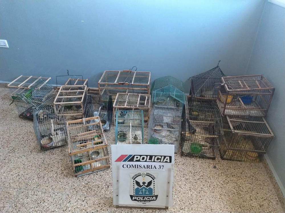 Rescate de ejemplares por fauna silvestre en Caucete tras operativo policial. &nbsp;