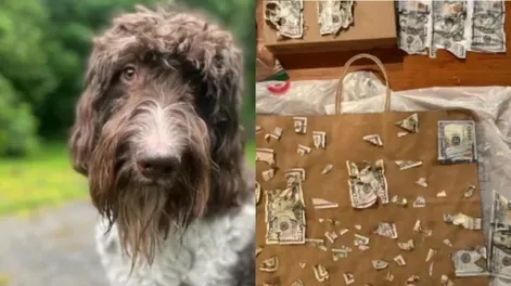 Un perro se comió 4.000 dólares y dejó en shock a sus dueños