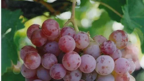 Malbec: menos kilos de uvas para cumplir con una demanda creciente