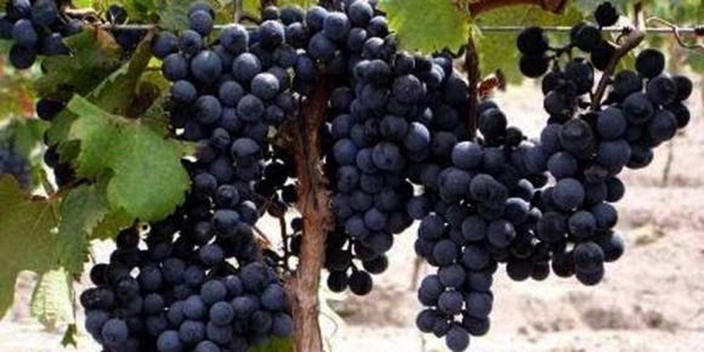 Disputa por el color de tintos