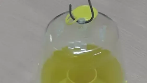 Trampeo para la mosca