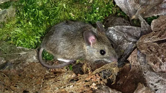 Cuál es el árbol que espanta las plagas y deja un aroma cítrico en la casa