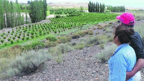 Cosechan excelentes duraznos en la localidad de Pismanta