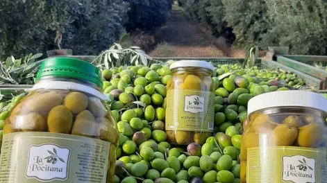 La Pocitana cumple 26 años y continúa con más noticias