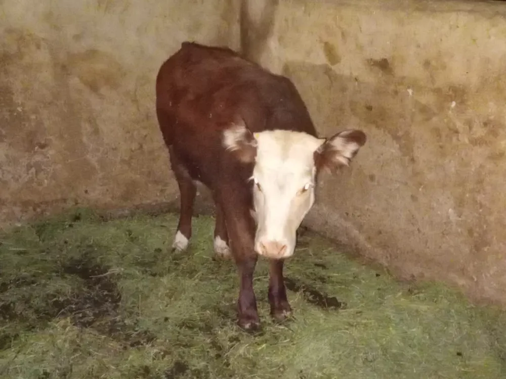 Los detienen por trasladar una ternera de 100 kilos, un chivo y un cargamento de leña