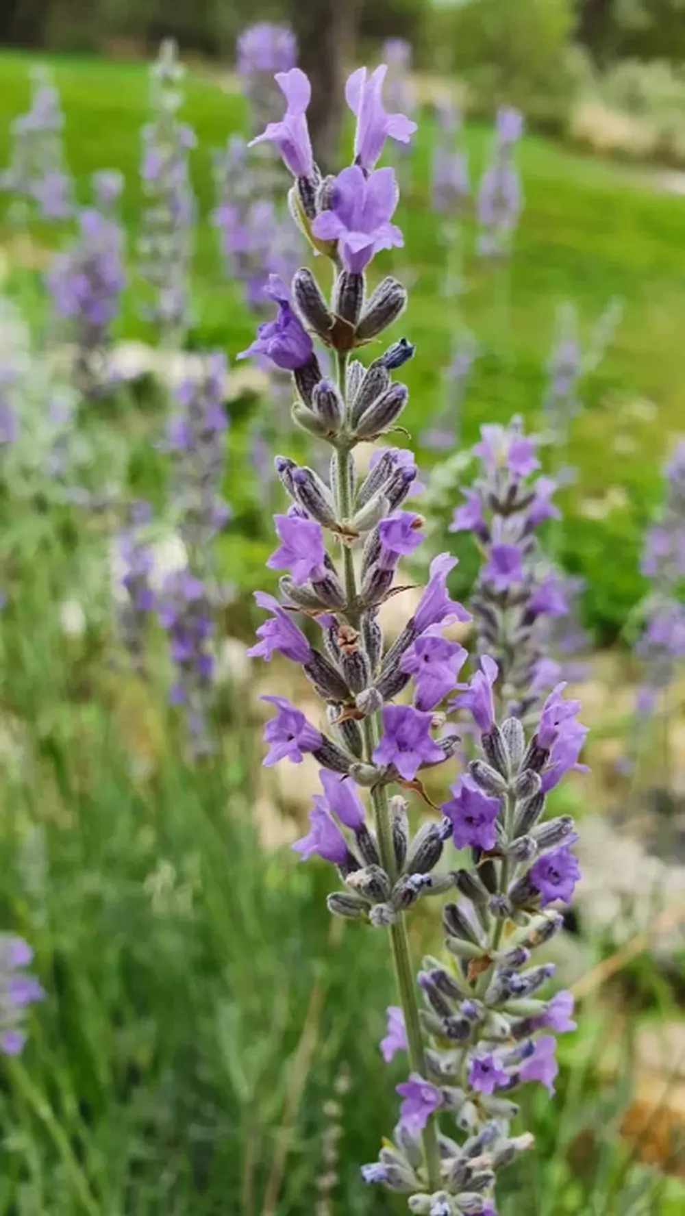 La multiplicación y la siembra de las especies aromáticas