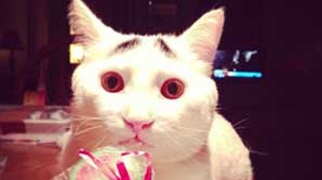El gato con cejas