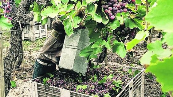 Paritaria vitivinícola: se dilata el acuerdo salarial