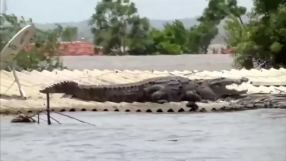 [VIDEO] Un cocodrilo descansa sobre el techo de una casa sumergida por inundaciones