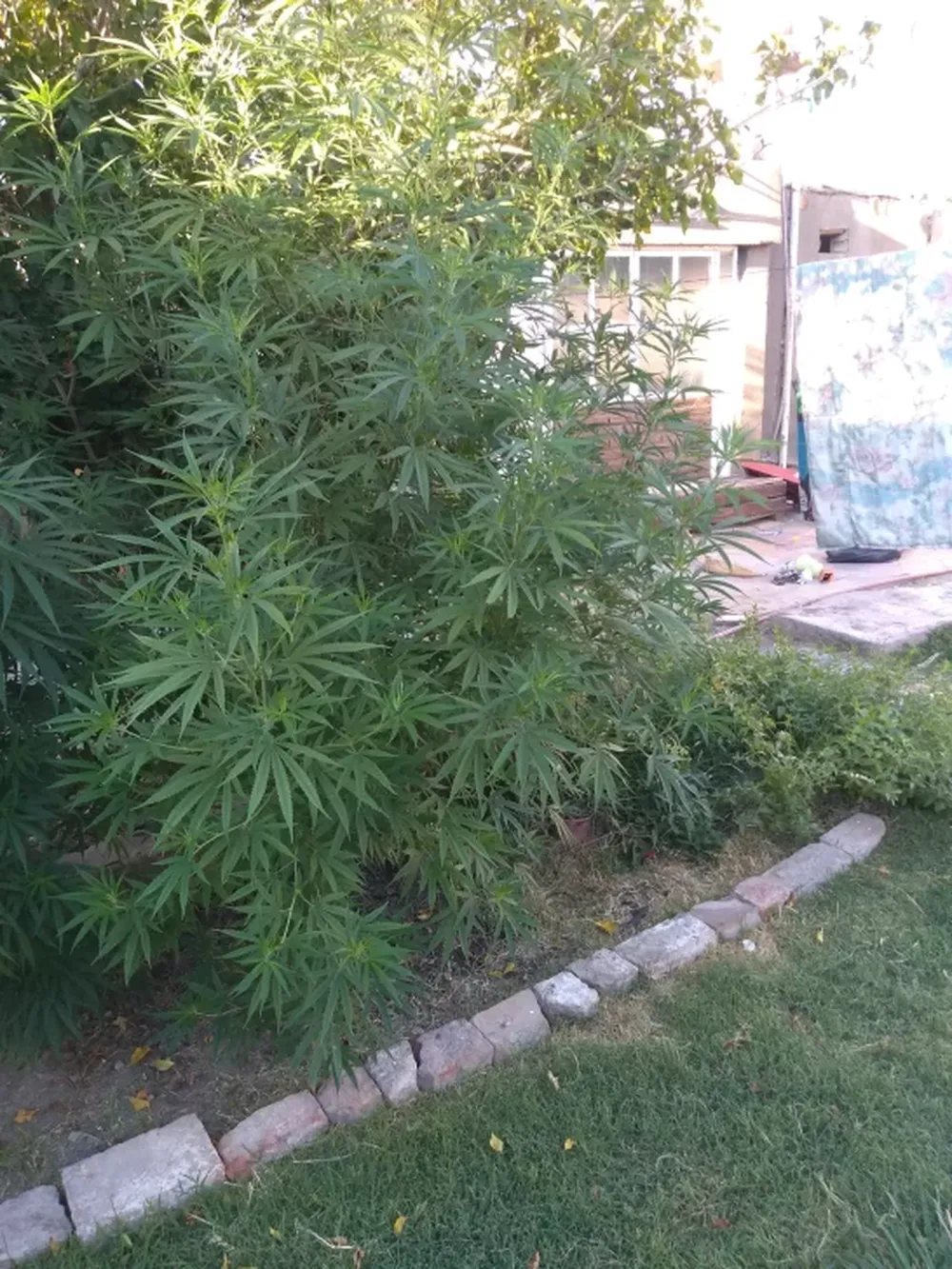 Allanaron una casa por un robo y se toparon con plantas de marihuana