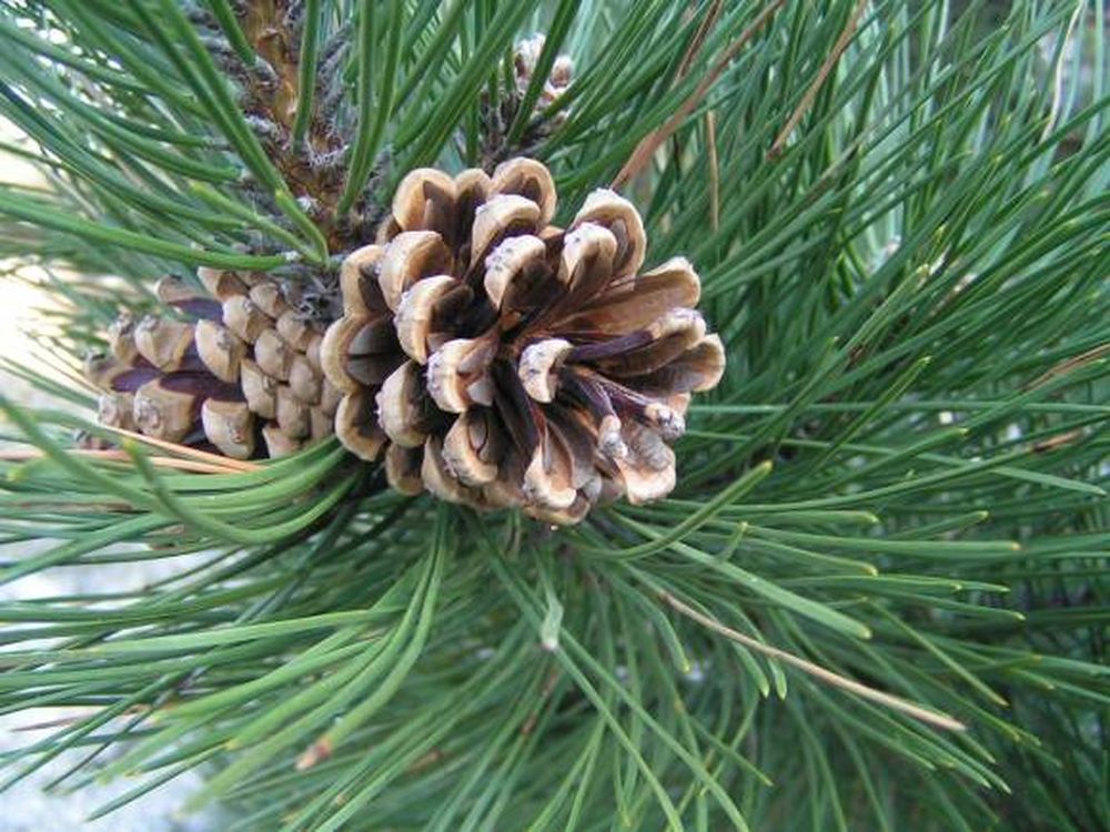 El árbol de la Navidad