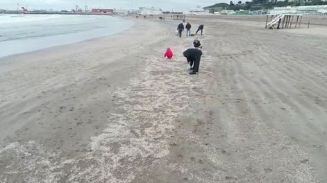 Misteriosa aparición de camarones en la orilla de Playa Grande