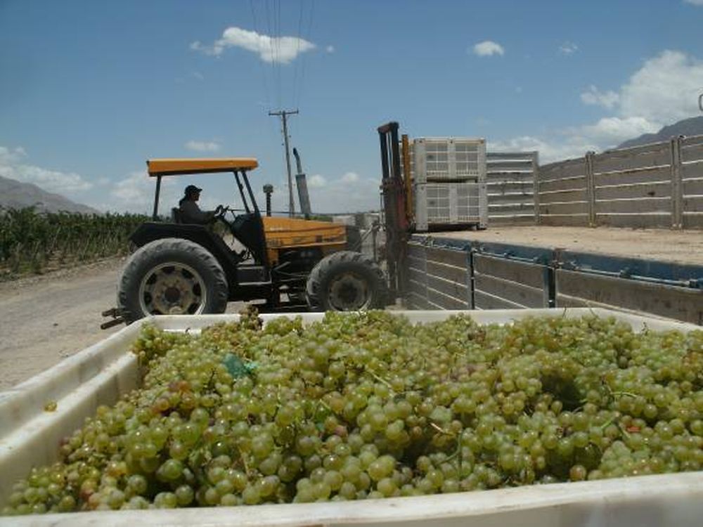 Zonda es primicia mundial en la cosecha de uvas para vino