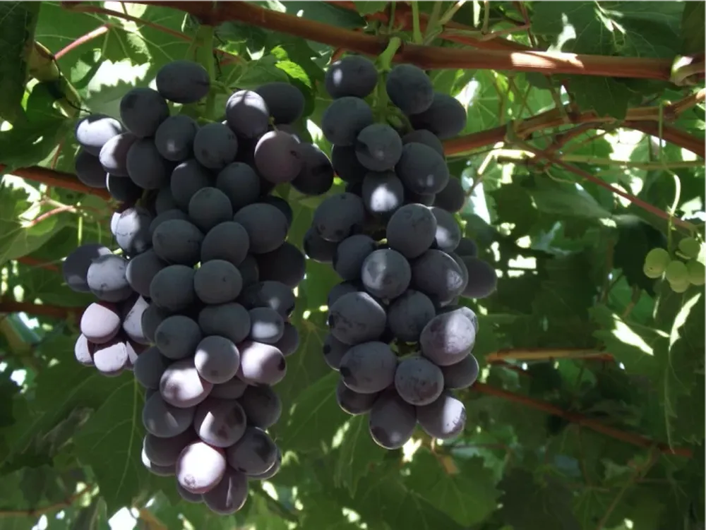 Cosechan otra variedad