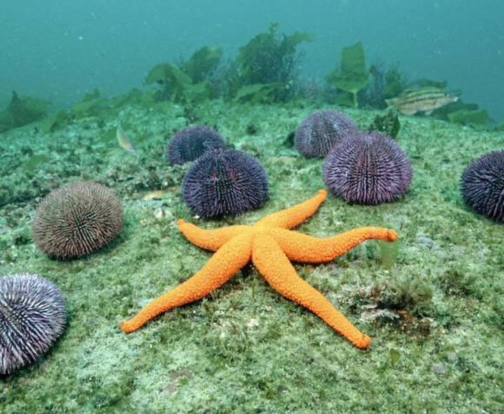 El erizo de mar, un aliado  contra el cambio climático
