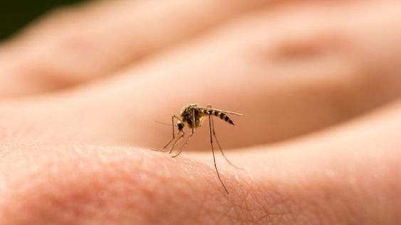 Apareció un “mosquito gigante” y se transformó en furor en Twitter