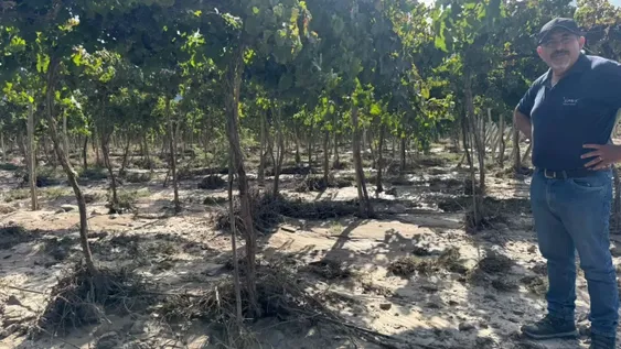 En enero, Agricultura contabilizó unas 1.000 hectáreas de cultivos dañadas por lluvias y granizo