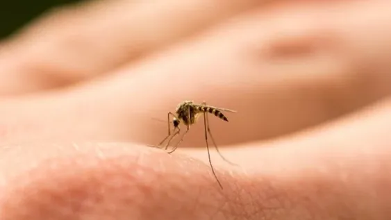 Reapareció el mosquito tigre, que puede transmitir 22 tipos de virus