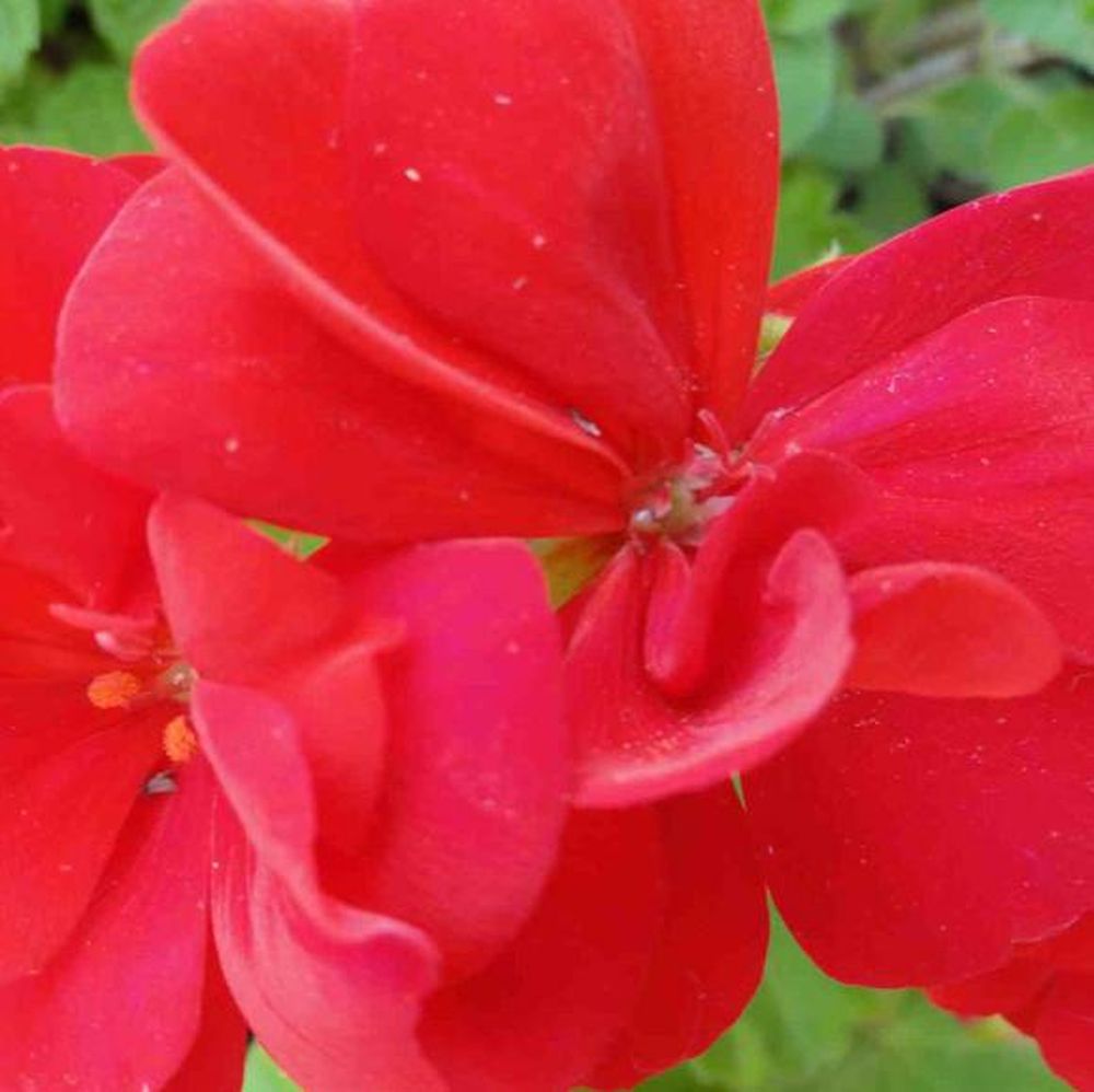 Flores eternas