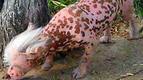 ¿Perro o Chancho?