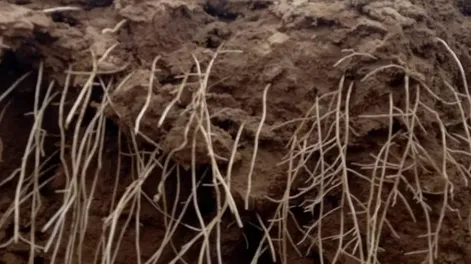 La importancia de hacer crecer el sistema radicular en aliáceas