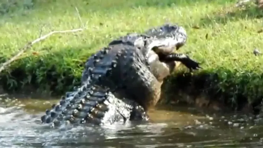 [VIDEO] Cocodrilo “monstruo” devoró a un lagarto de 2 metros
