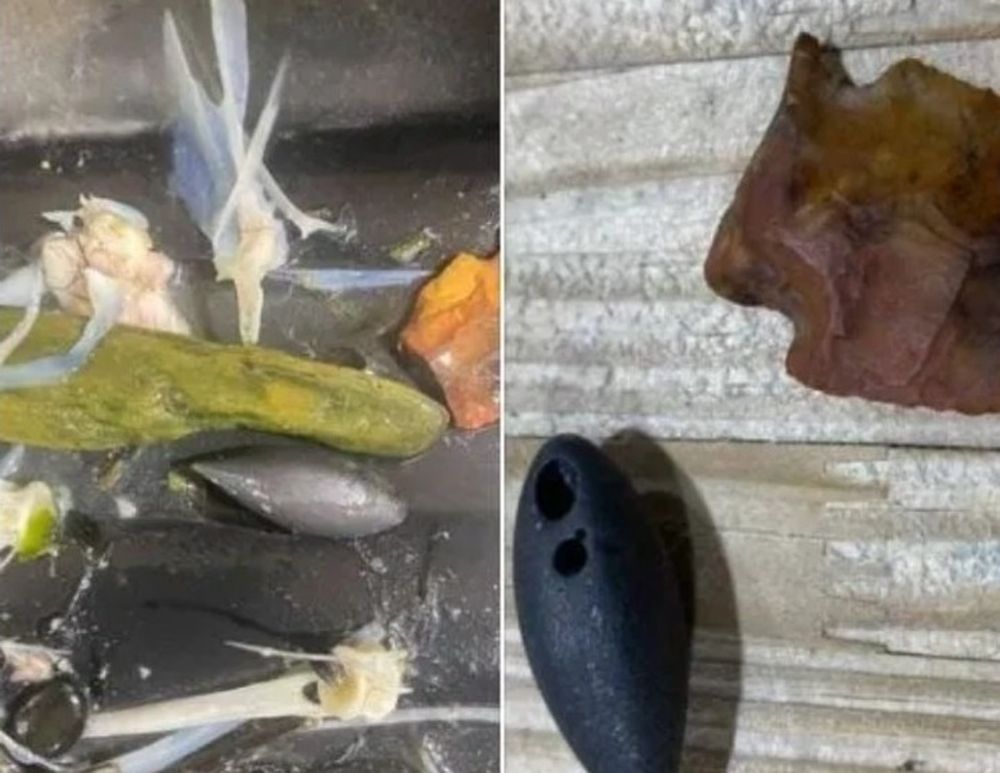 Le abrieron la panza al medio a un cocodrilo y hallaron un tesoro de valor incalculable