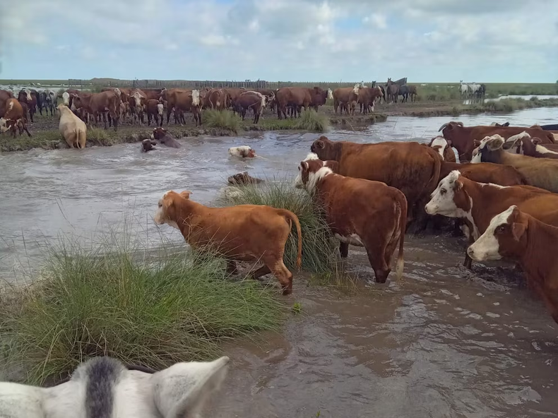 El Niño: en qué provincias rige alerta meteorológico este fin de semana en la ArgentinaSanta Fe declaró la emergencia agropecuaria por las inundaciones.&nbsp;
