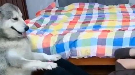 [VIDEO] Un joven se filmó haciendo abdominales con su perro y se hizo viral