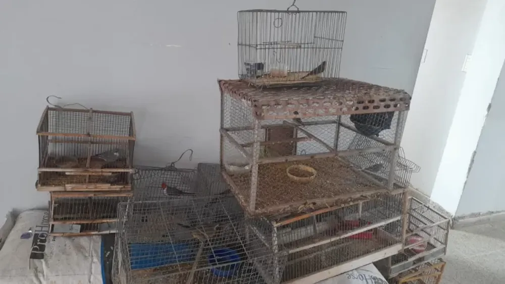 Decomisaron 17 aves que en el mercado negro tienen un valor de más $22 millones
