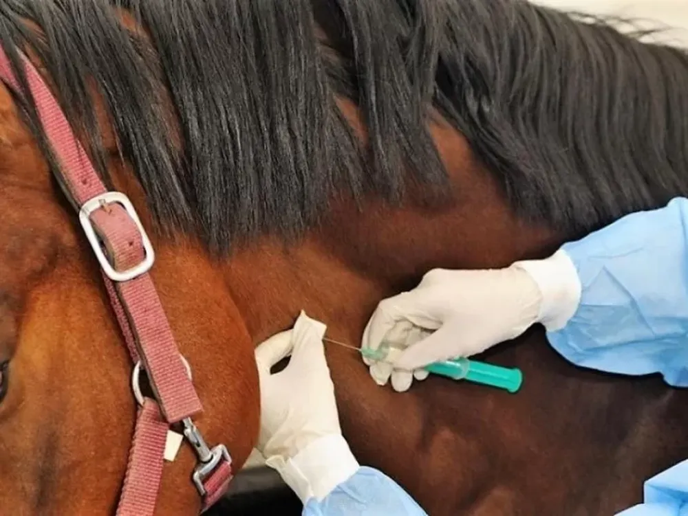 Confirmaron un caso humano de encefalitis equina, el primero en más de 20 años