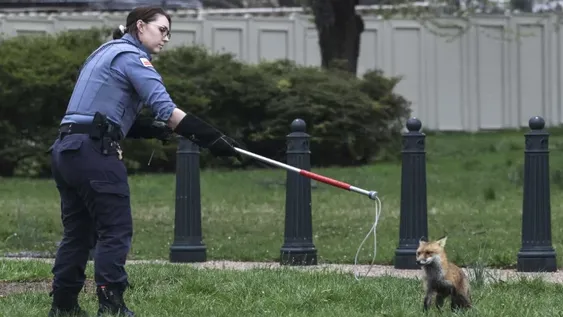 Un zorro entró al Capitolio en Washington y mordió a un legislador y a una periodista