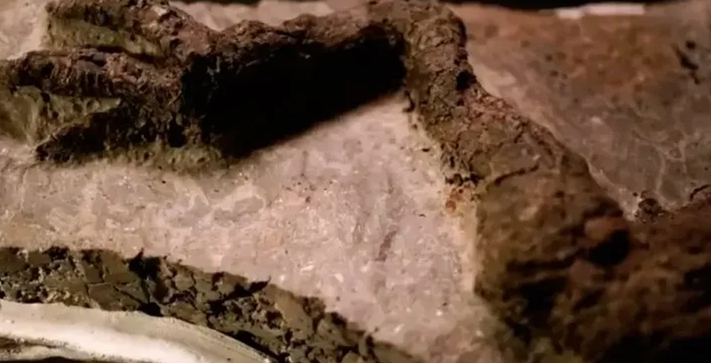 Descubrieron fósil de dinosaurio vinculado al asteroide que los extinguió