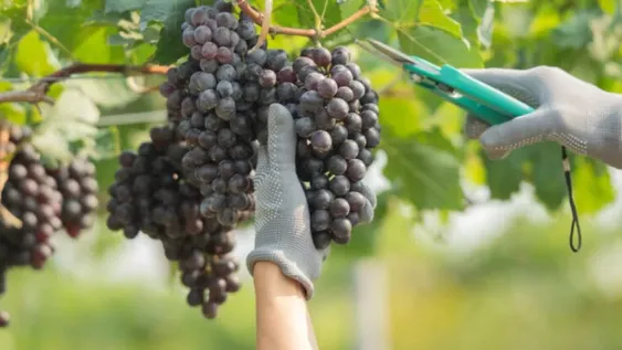 CRECE EL MOSTO. Este año entre Mendoza y San Juan enviaron el 26% de la uva a mosto, una cifra récord, que creen que está más relacionada a una de las líneas de crédito que al precio.