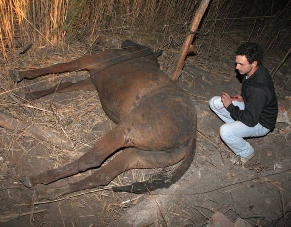 Zonda: 21 caballos muertos y más daños