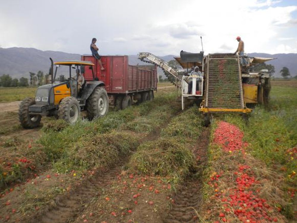 La producción de tomate local, muy afectada por falta de pago