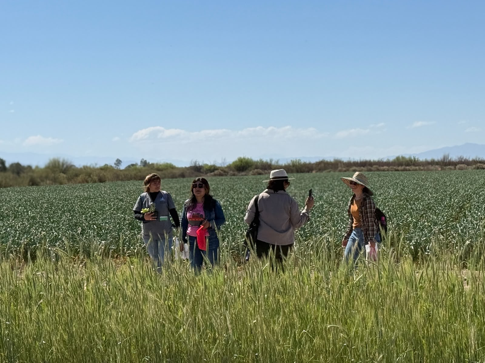 Sombrero y gorra, recomendación de la jornada: un grupo camina entre los cultivos de ensayo bajo el sol de Pocito.
