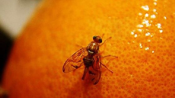 Limón sin mosca de la fruta