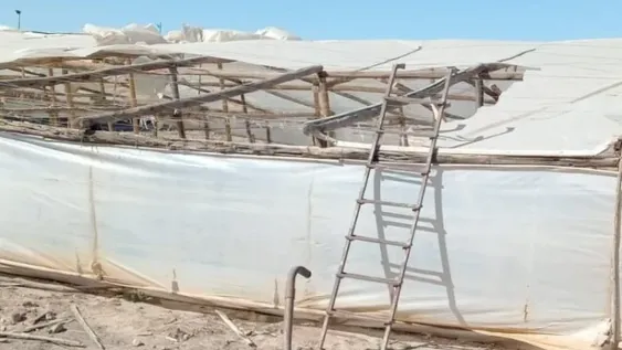 El viento Zonda afectó invernaderos y salen a relevar la magnitud del daño