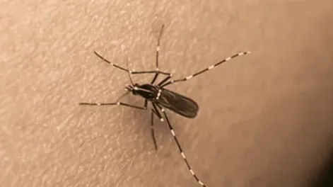 Murió por dengue una joven de 25 años que no tenía comorbilidades