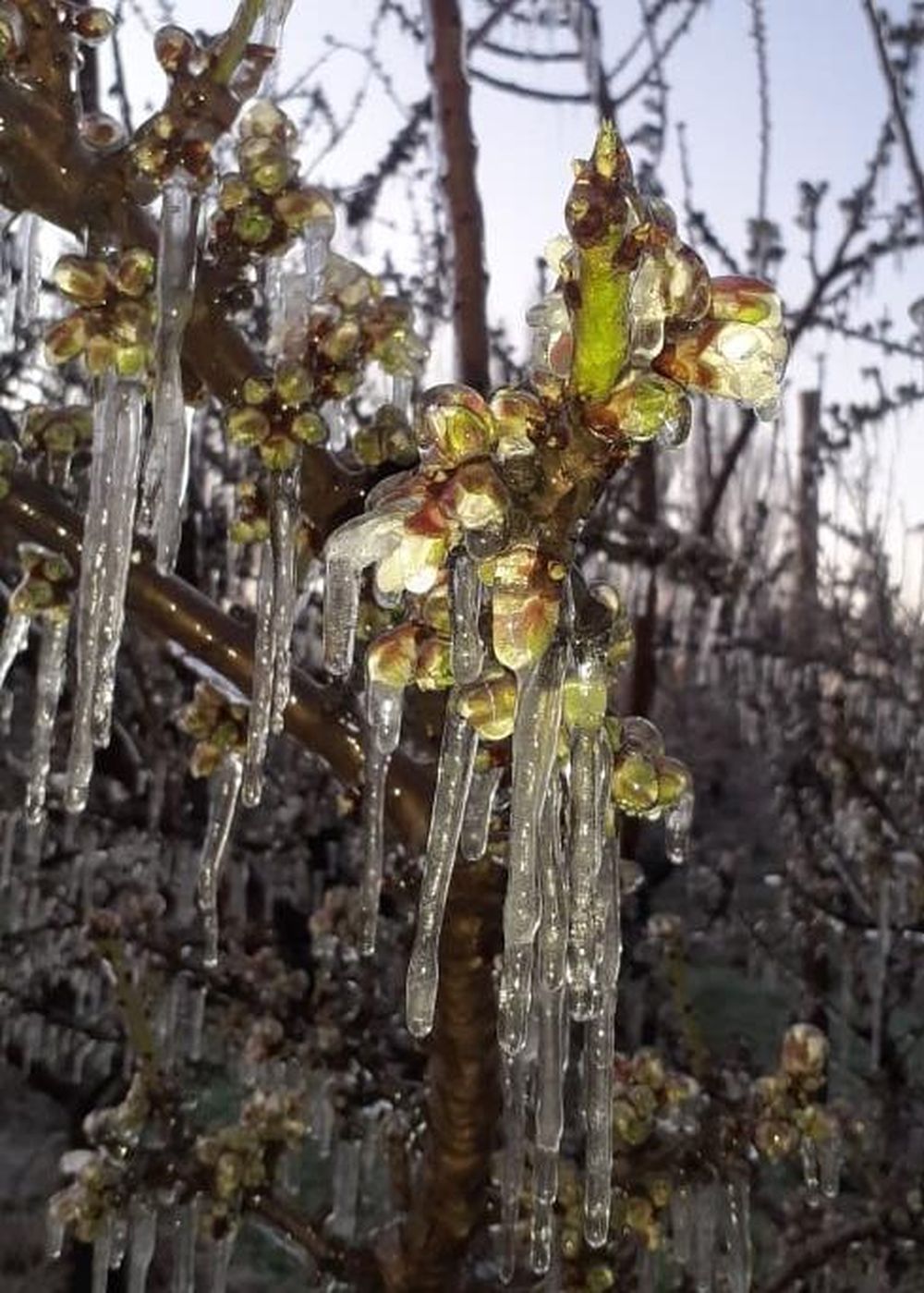 Alto Valle y las heladas