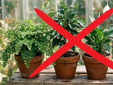 las 4 plantas que no tenes que cultivar en macetas de barro las 4 plantas que no tenes que cultivar en macetas de barro