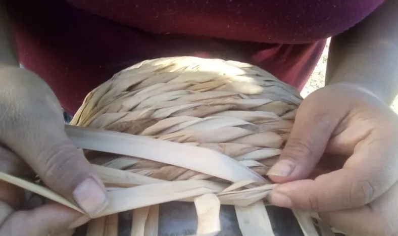 Totora, la materia prima sanjuanina que resiste