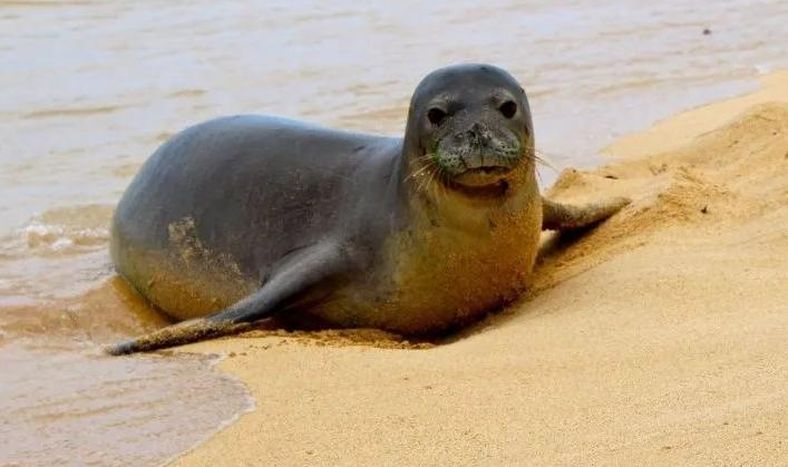 La graciosa foto de una foca que creó una curiosa ilusión óptica y se hizo viral