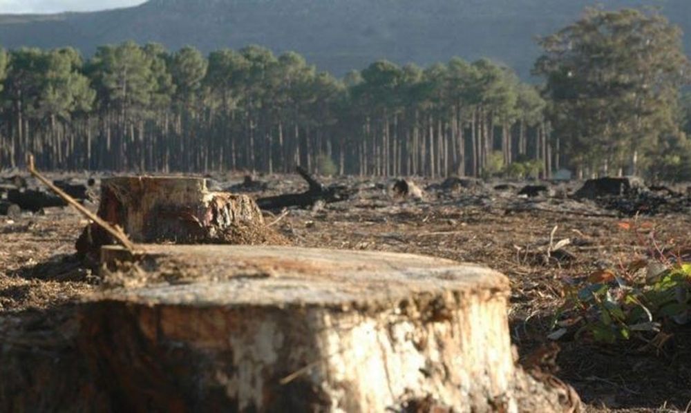 LA PÉRDIDA DE SELVAS en los últimos años nos exige a todos un compromiso de protección; puesto que los bosques, como supermercados de la naturaleza, proporcionan alimentos, medicinas y contribuyen a mitigar el cambio climático al almacenar carbono.